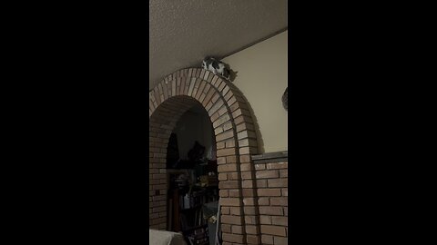 kitty explore