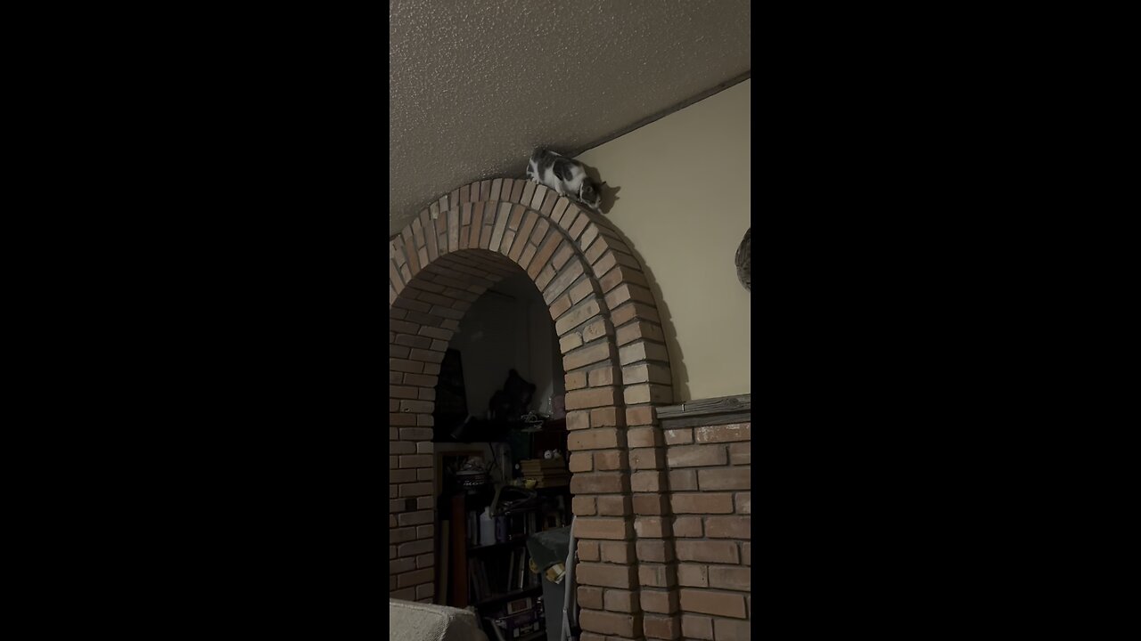 kitty explore