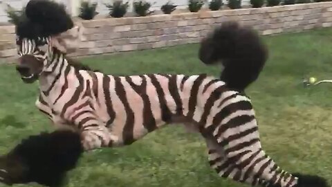 Funny Pet Fails: Funniest Pet Video Compilation