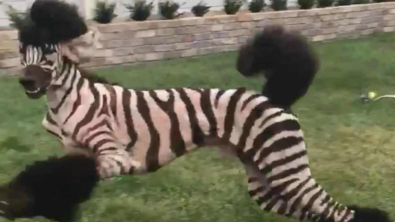 Funny Pet Fails: Funniest Pet Video Compilation