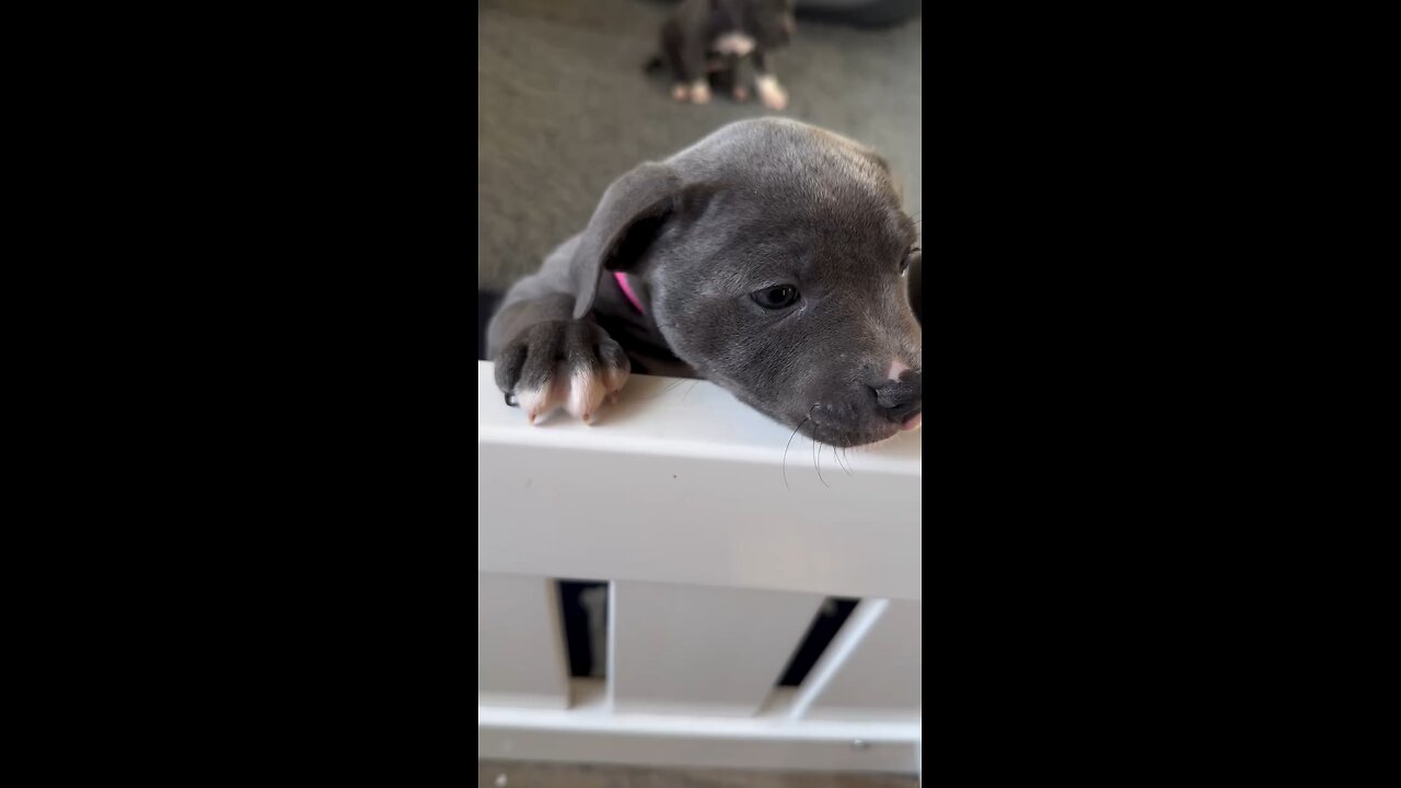 How tofeed& care new born pappy#dogfeeder#dogborn#dogfeed #newborndogsound#dogsound#dog#khargosh