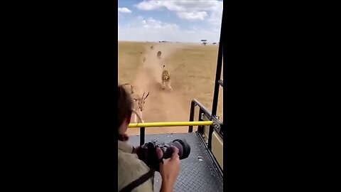 lion kill deer