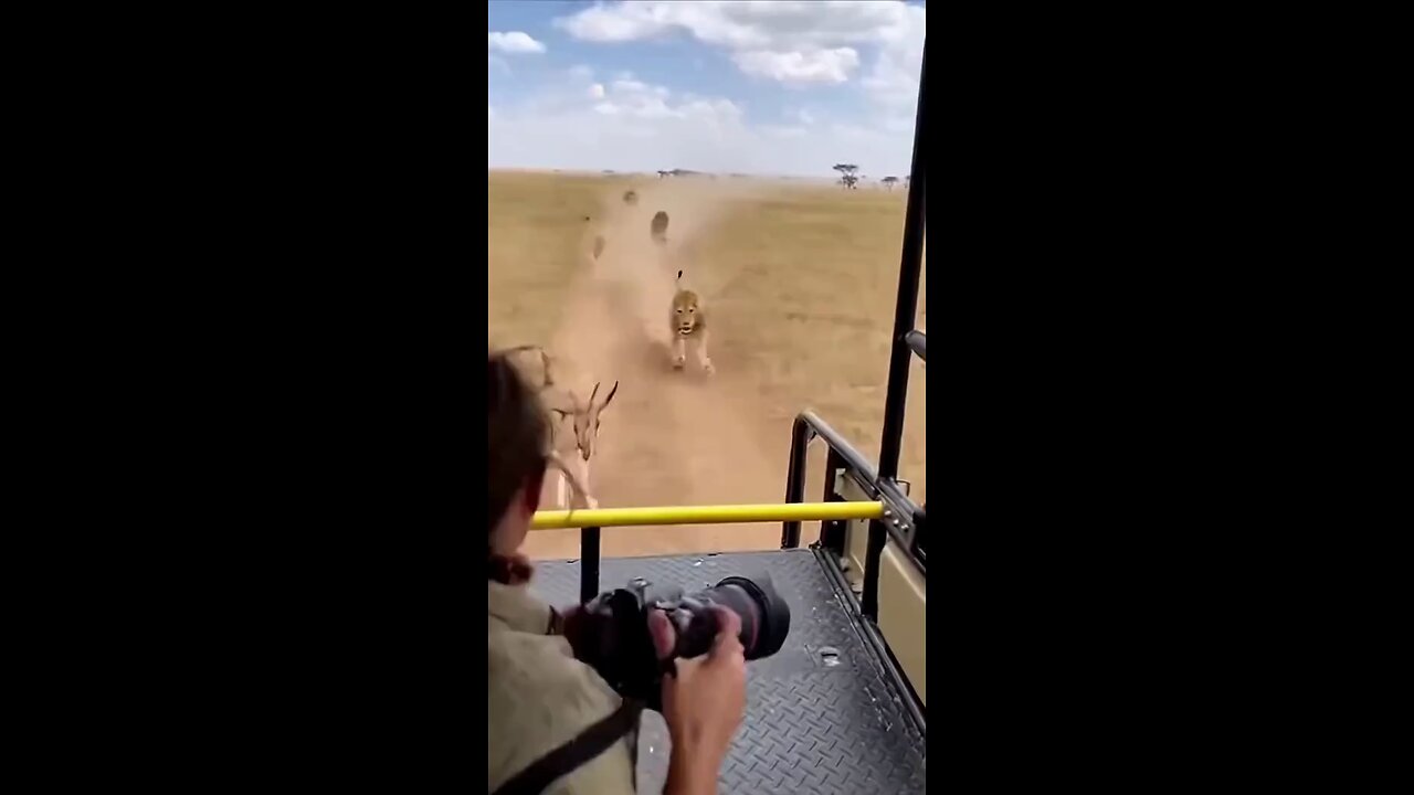 lion kill deer