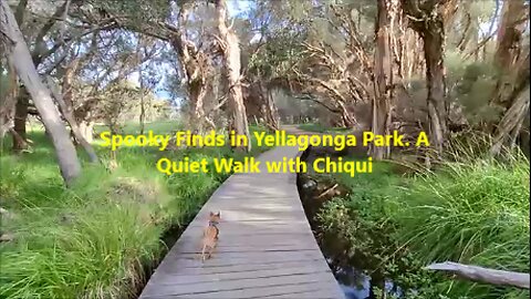 Spooky Finds in Yellagonga Park. A Quiet Walk with Cheeky