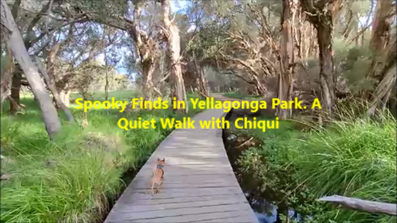 Spooky Finds in Yellagonga Park. A Quiet Walk with Cheeky