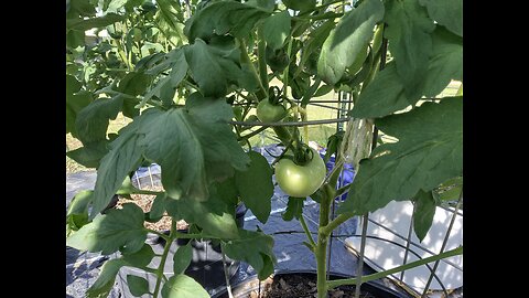 October Tomato Plants Update 10/1/25