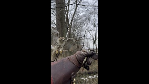 Mordecai the Redtail Hawk flying to the fist.