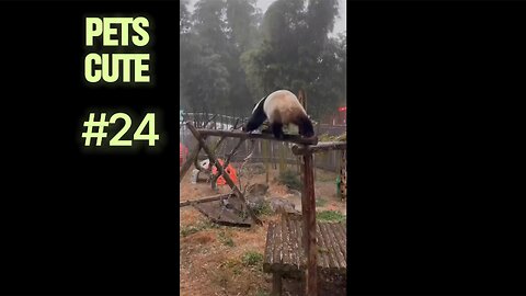 How to Give Your Cat a Bath Without Stress