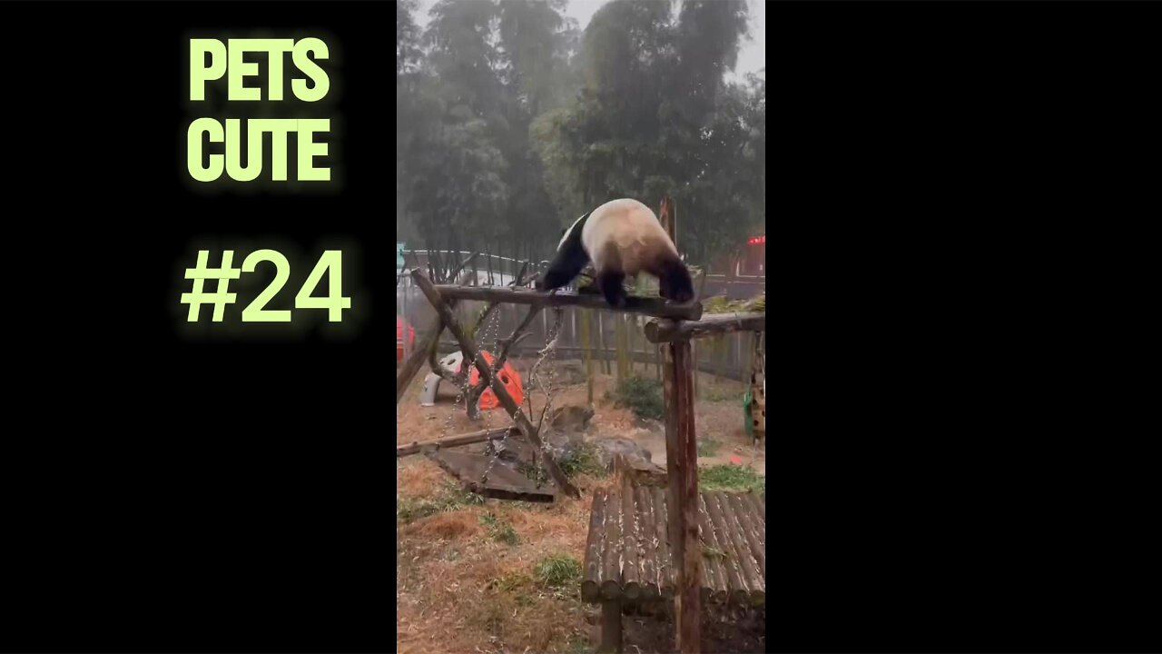 How to Give Your Cat a Bath Without Stress