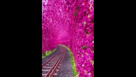 An incredible tunnel of blooming bougainvillea