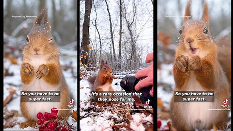 En göteborgare som bestämde sig för att bli ekorrfotograf 😍