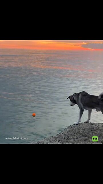 Cuando el dueño no duda en arriesgarlo todo por su amado perro