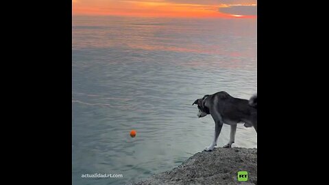 Cuando el dueño no duda en arriesgarlo todo por su amado perro