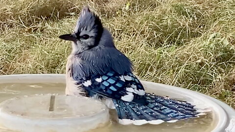 Blue Jay Splashing in the Bath