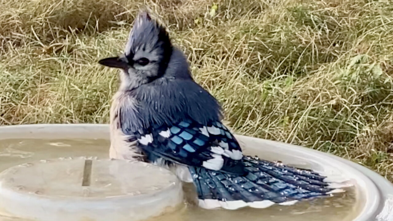 Blue Jay Splashing in the Bath