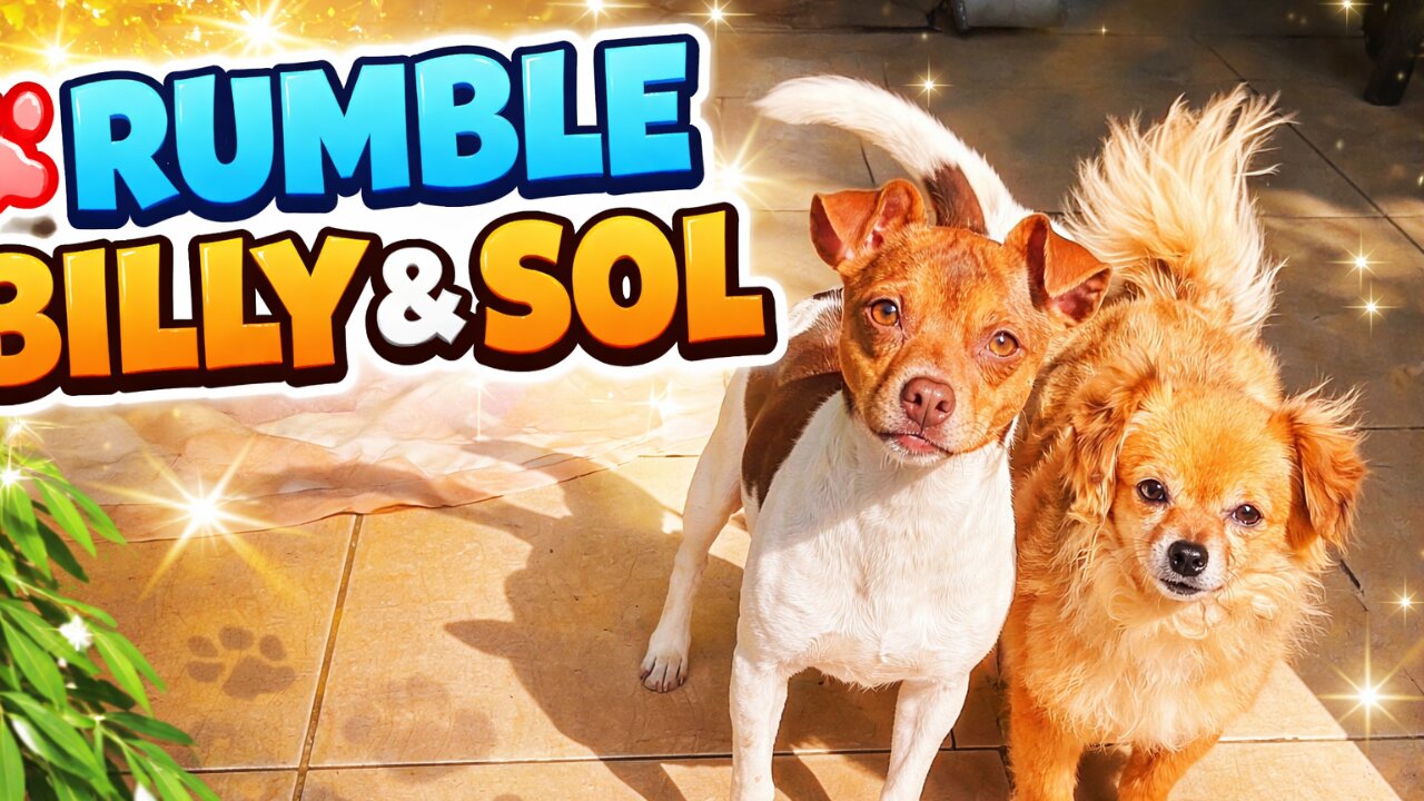 Billy and Sol Unleashed: The Cutest and Craziest Dog Antics Ever