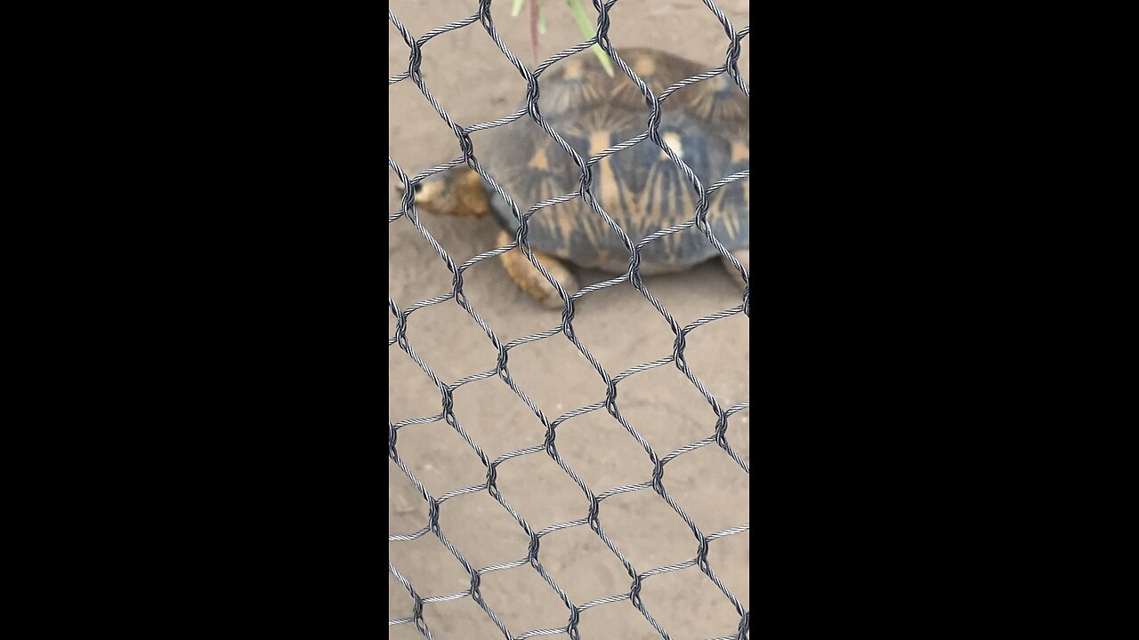 Radiated Tortoise 🐢 #radiatedtortoise #tortoise #shorts #followme #viral #trending