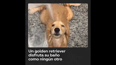 La envidiable tranquilidad de un perro que sabe disfrutar su baño