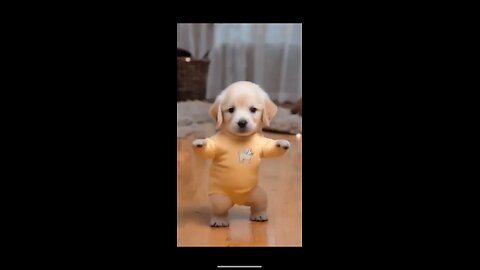 Funny Dog Video