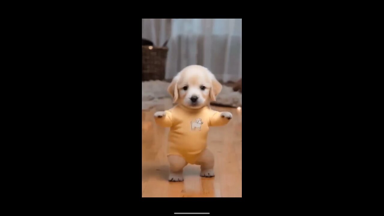 Funny Dog Video