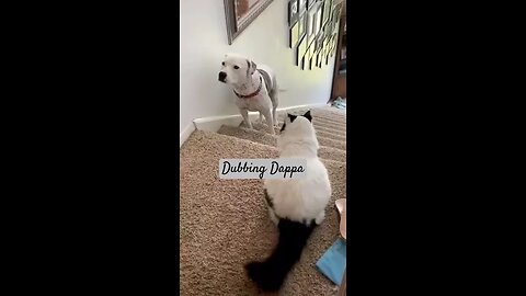 funny animal videos