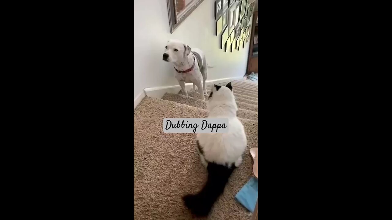 funny animal videos