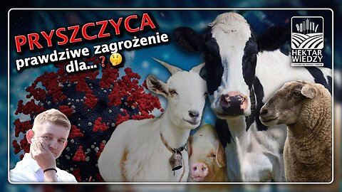 PRYSZCZYCA - prawdziwe zagrożenie ⚠️ dla... ?