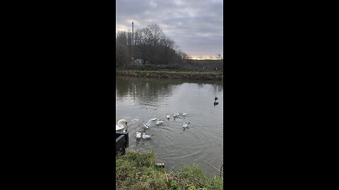 Birds 🦅 in Quay of Exeter