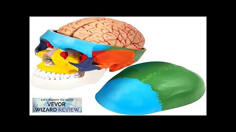 VEVOR Human Skull Model 8 Parts Brain Human Skull Anatomy Life-Size Learning Review