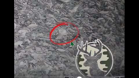 Animal feed station with strange happenings