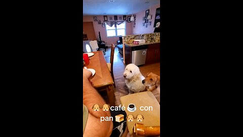 quiero Cafe con pan 🐶🐶🤤