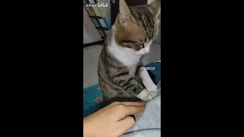 Cat: This family would fall apart without me