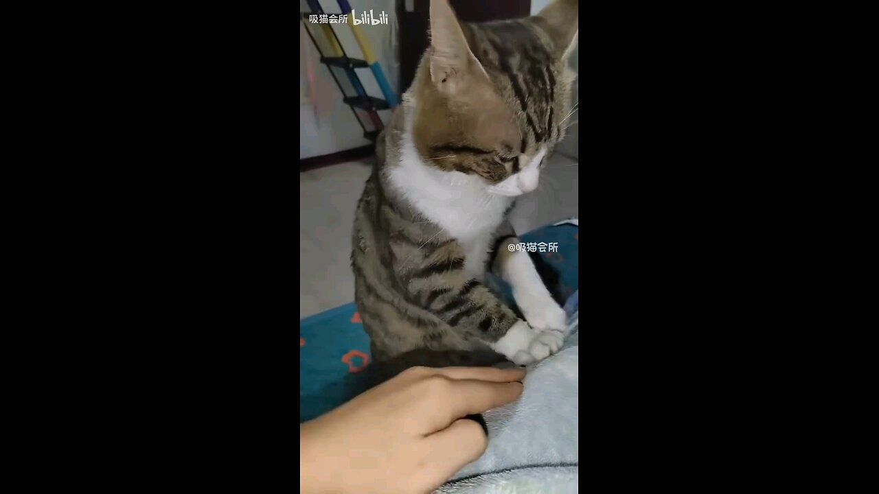 Cat: This family would fall apart without me