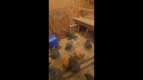 cold climate coop update