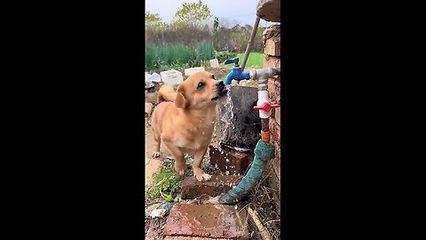 Dog looking for water to drink Cute pet debut plan Dog Golden Sun Original (720p)