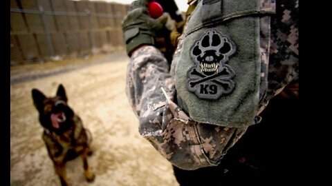 31Kilo: The Military Working Dog - K9 DOGS of WAR