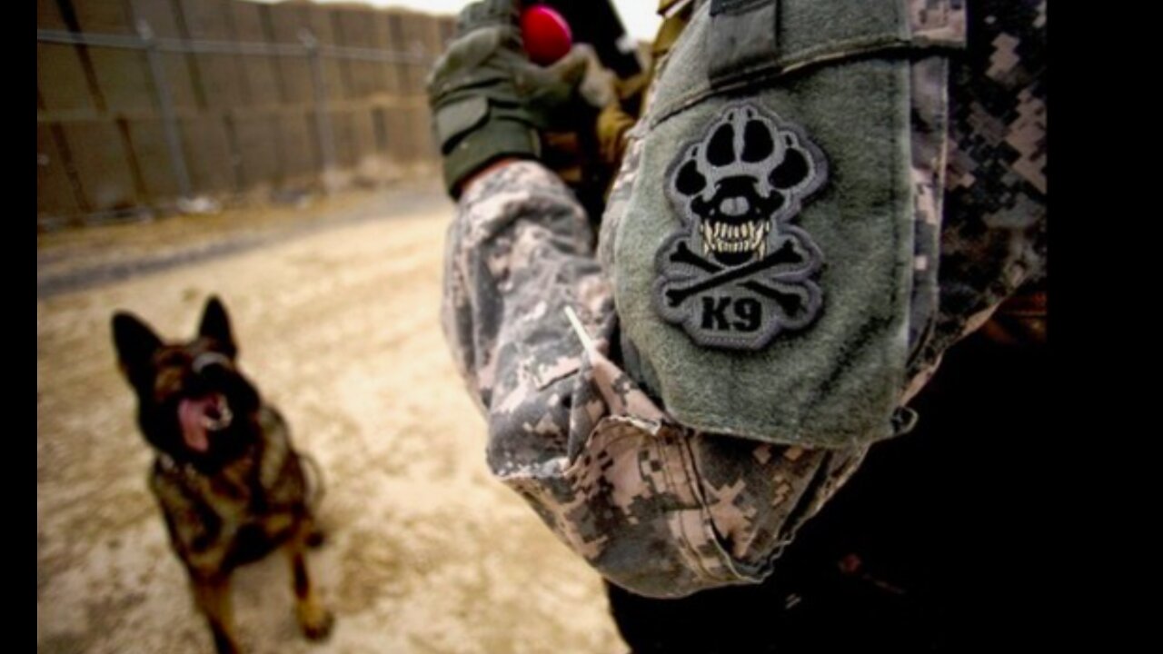 31Kilo: The Military Working Dog - K9 DOGS of WAR