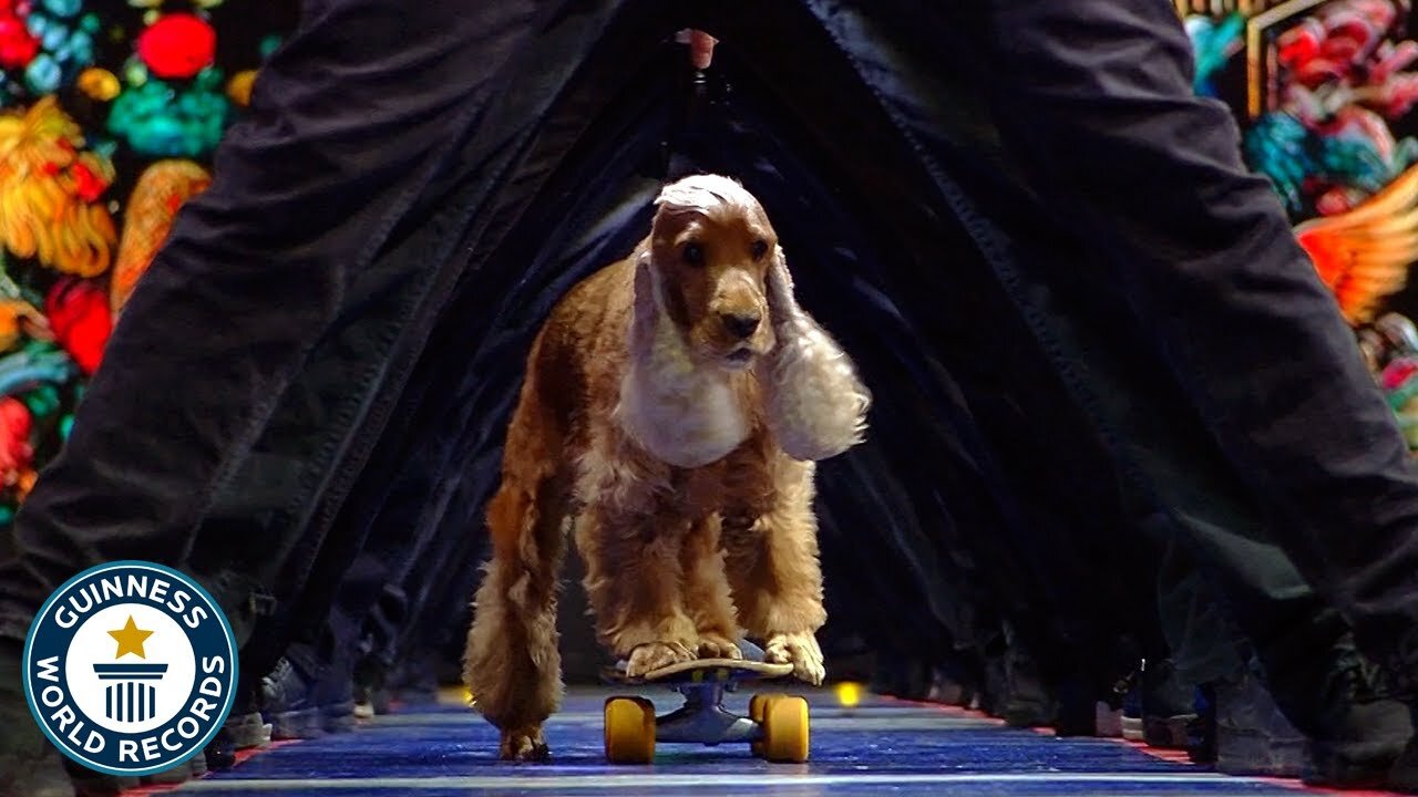 Dog Skateboards Through Longest Human Tunnel - Guinness World Records