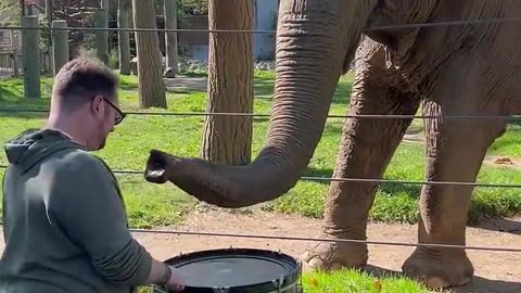 Adorable Elephant Learns to Play the Drums!