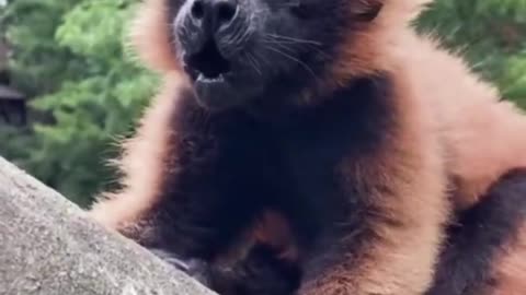 The jungle is filled with screams.
