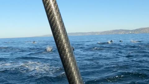 Dolphins Leap Out Of Water Beside Paddleboarder