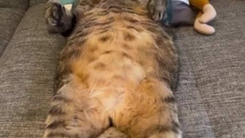 Funny cats #04