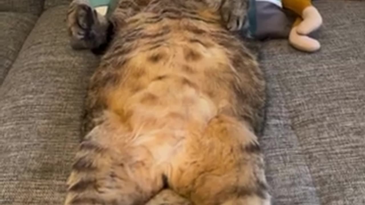 Funny cats #04