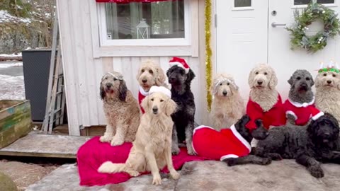 A Pack of Dogs Dressed Up for Christmas