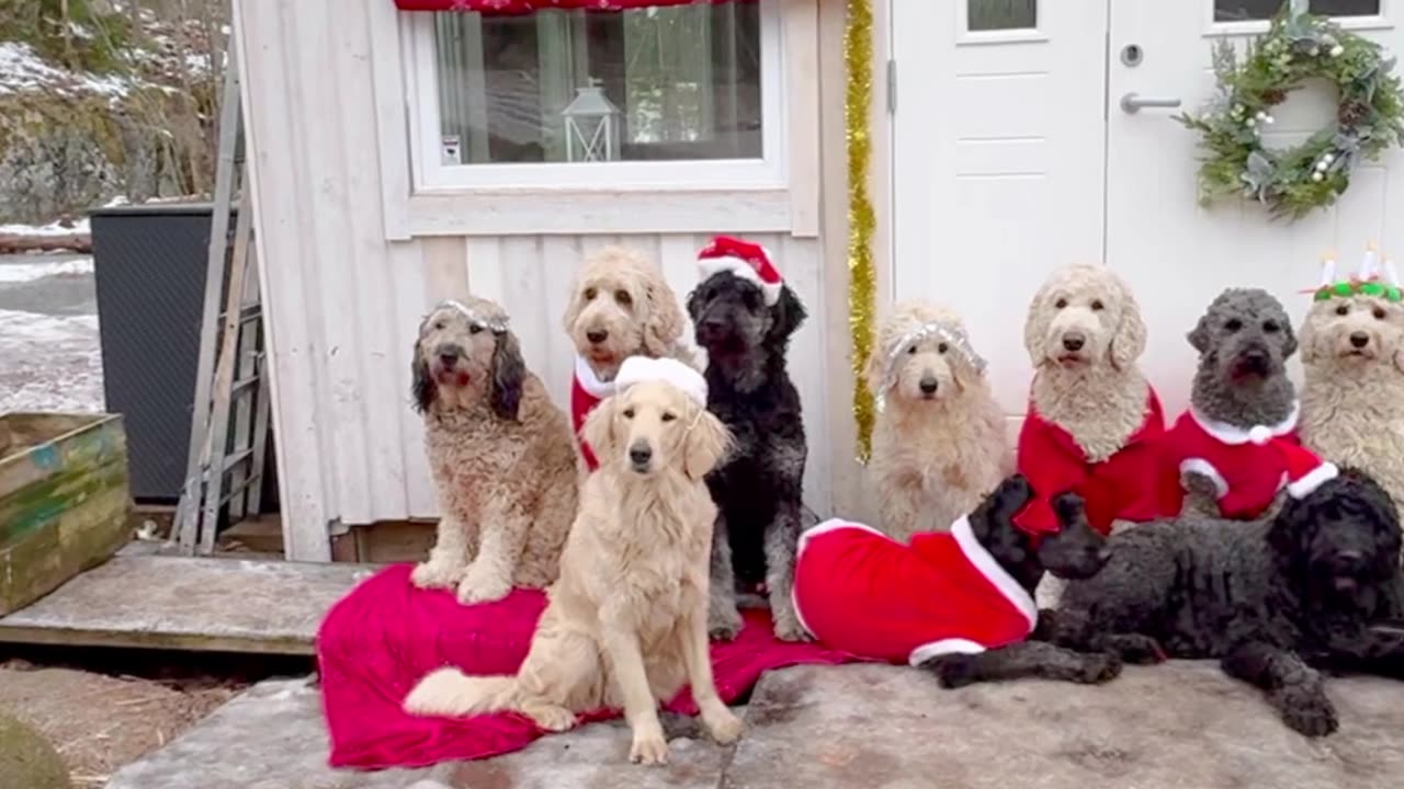 A Pack of Dogs Dressed Up for Christmas