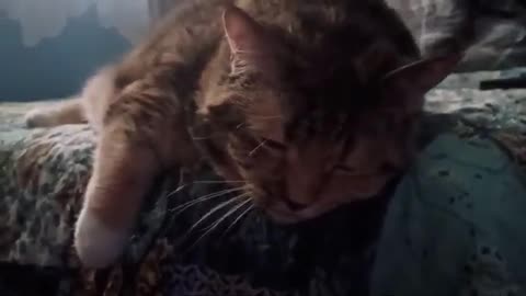 Cat Cleans Self, Then Moves to a New Bed Spot