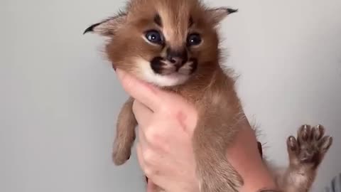 Baby floppa