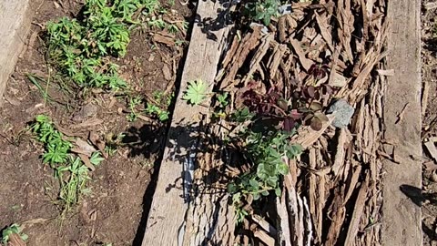 Planting 5 First Prize Hybrid tea Roses