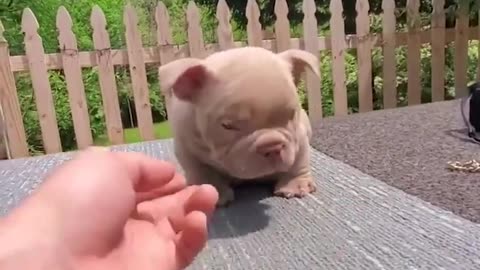 2024 Funny Cats and Dogs – Ultimate Pet Fails