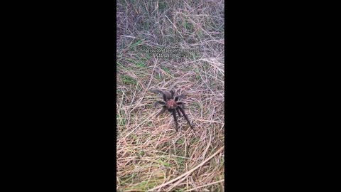 Things you don't see on the East Coast!